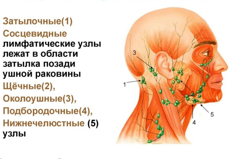 content_d0bbd0b8d0bcd184d0bed183d0b7d0bbd18b_d0b3d0bed0bbd0bed0b2d18b_d0b8_d188d0b5d0b8-4502837