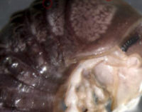 Ученые открыли новый вид паразитических грибов по фото в Twitter