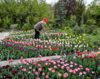В Запорожье ботанический сад откроют для горожан  — правила посещения