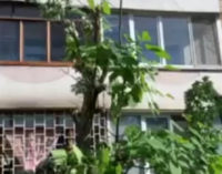 В Запорожье глава ОСМД «кронировал» деревья, жильцы вызвали полицию, — ФОТО, ВИДЕО