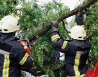 В центре Запорожья упавшее дерево повредило два автомобиля, — ФОТО
