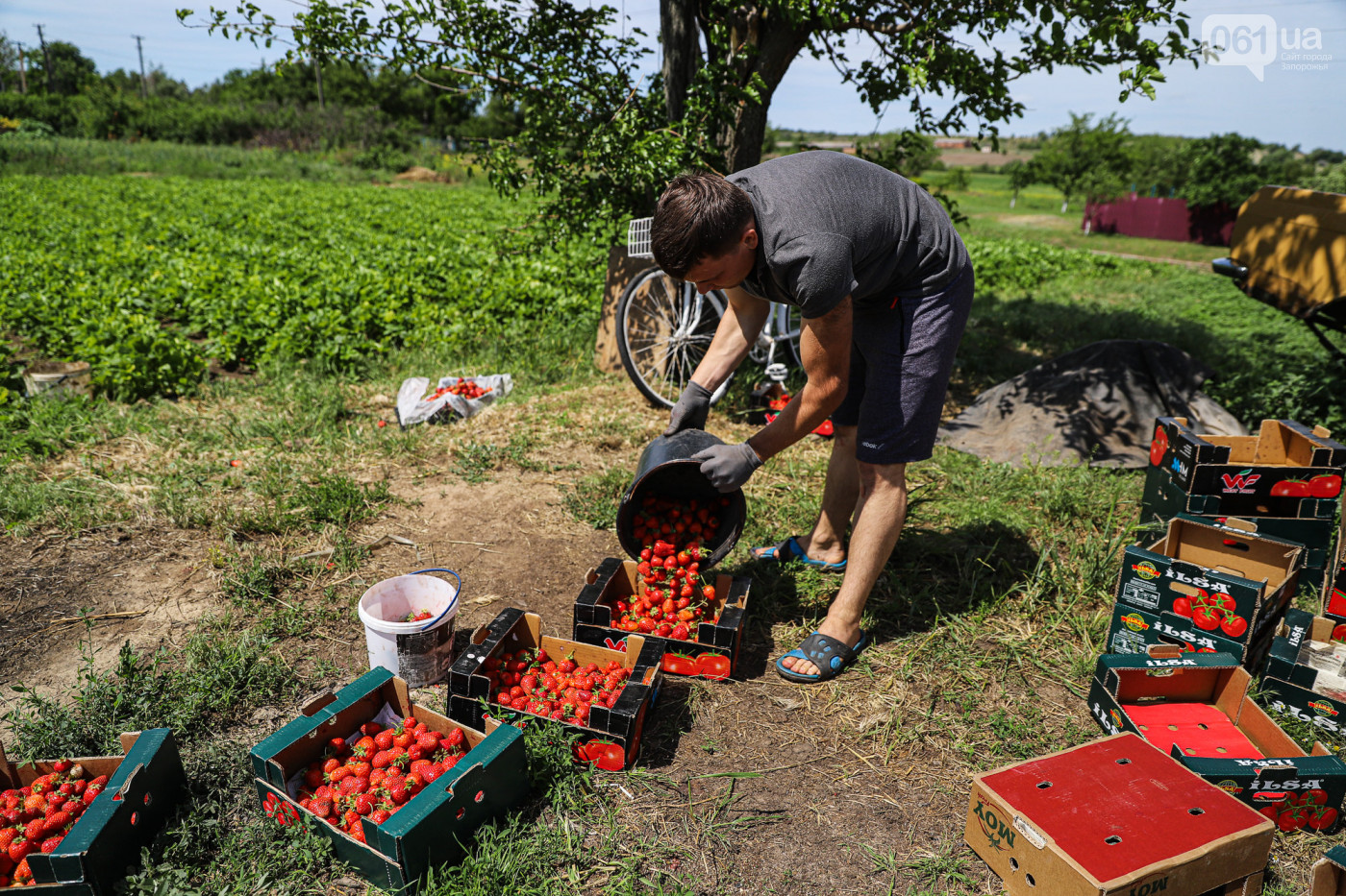 один фермер выращивал клубнику. клубника кубань. фермер с клубникой. один фермер выращивал клубнику. один фермер выращивал клубнику.