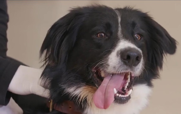 В ОАЭ начали использовать собак для выявления COVID-19 у людей