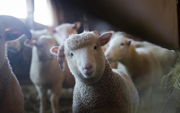 В британский отель пробралась овца