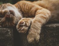 В Харькове неизвестные из окна верхних этажей дома выбросили двух котов: животные разбились насмерть об асфальт