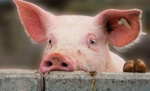 В Запорожской области сняли карантин из-за африканской чумы свиней