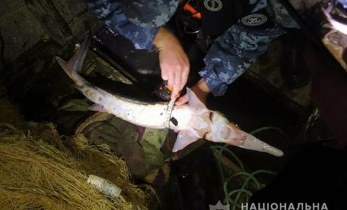 В Одесской области браконьеры ночью вылавливали краснокнижную рыбу, — ФОТО
