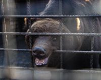 Двое бурых медведей из Запорожья отправились в частный зоопарк Голландии, — ФОТО