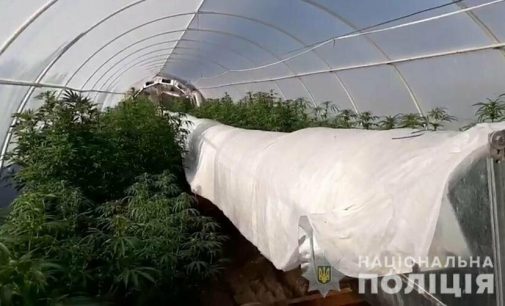 У жителя Запорожской области в теплице выявили конопли и марихуаны на 3,5 миллиона гривен