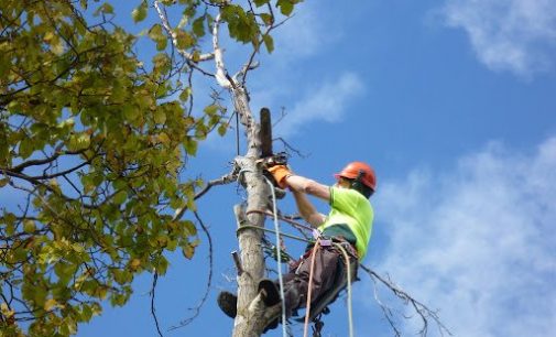 В Запорожье Шевченковская райадминистрация просит выделить 300 тысяч гривен на обрезку деревьев