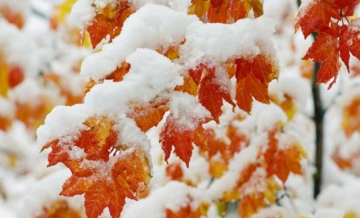 Когда в Харькове ожидать снег и морозы: погода на месяц