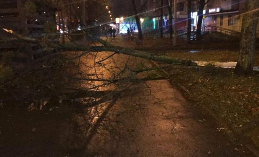 В Харькове из-за непогоды рухнуло дерево на тротуар и перегородило проход людям, — ФОТО
