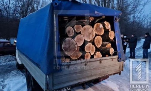 В лесополосе на Днепропетровщине уничтожили 75-летние дубы, — ФОТО