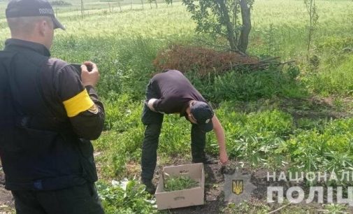 На Одещині знайшли дбайливо оброблені кущі конопель,- ФОТО