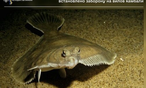 У Чорному морі і лиманах Одеської області встановлено заборону на вилов камбали