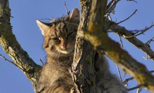 В Одеській області виявили червонокнижного лісового кота, — ФОТО