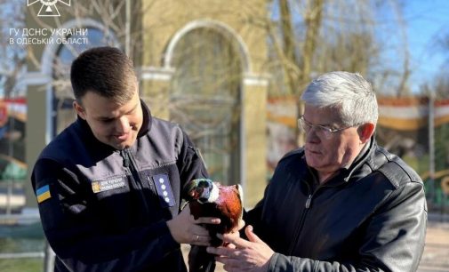 Рятувальники передали до Одеського зоопрку фазана, який «зайцем» приїхав у місто