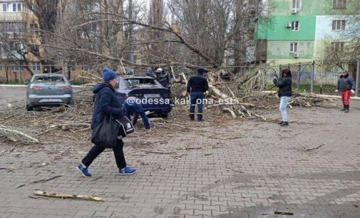 В Одесі дерево впало на жінку і розтрощило декілька автомобілів, — ФОТО