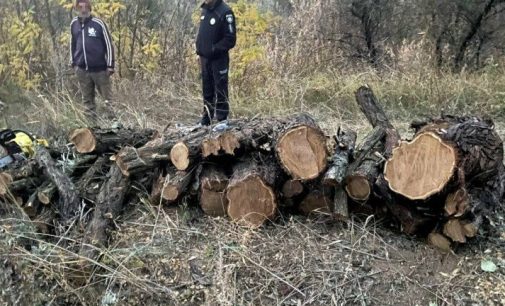 За незаконну порубку дерев, що заподіяла шкоду державі, засудили жителя Одещини