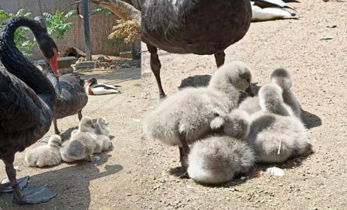 В Одеському зоопарку відвідувачам показали пташенят чорних лебедів