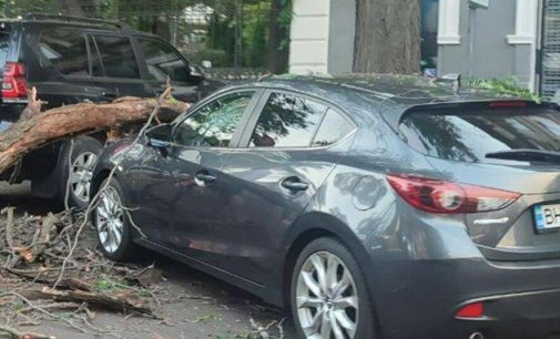 В Одесі величезна гілка з дерева побила автомобіль, — ФОТО