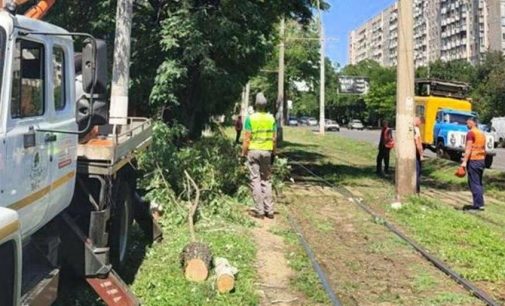 Три дні деревопаду в Одесі: комунальники ліквідовують наслідки