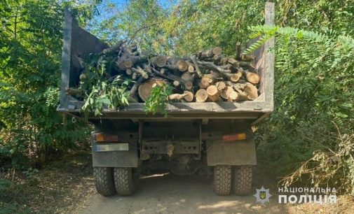 На острові в Одеській області чорні лісоруби повалили 19 дерев, — ФОТО