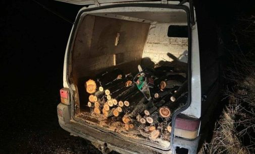На Одещині чоловік вирубав дерева у захисній лісосмузі