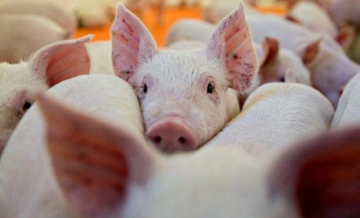 На Одещині зафіксували випадок африканської чуми свиней
