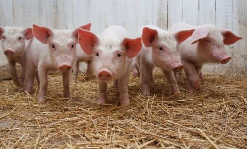 На Одещині зафіксували випадок африканської чуми свиней