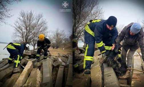 На Одещині рятувальники дістали козу з пастки, — ФОТО