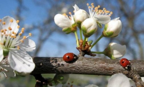 Повітря прогріється до 23°С: прогноз погоди по Одещині на 9 квітня