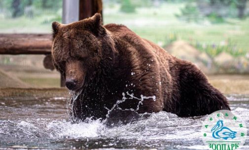 В Одеському зоопарку після зимової сплячки прокинулися ведмеді