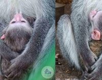 В Одеському зоопарку народилося зелене мавпеня, — ФОТО