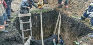 На Одещині за допомогою трактора врятували корову, яка впала у яму