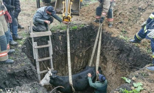 На Одещині за допомогою трактора врятували корову, яка впала у яму