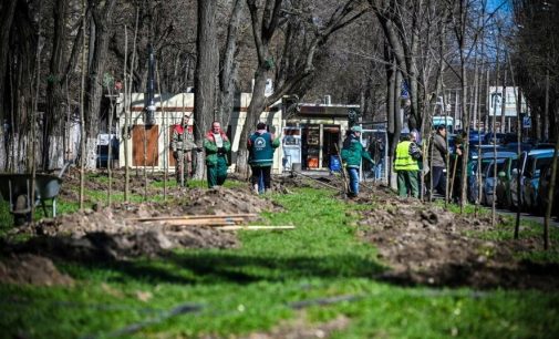 В Одесі висадили 100 молодих дерев акації та 43 калини