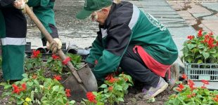 В Одесі висадять 230 тисяч літніх квітів, — ФОТО