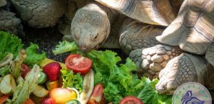В Одеському зоопарку відзначили Всесвітній день черепахи, – ФОТО