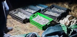На Одещині прикордонники виявили браконьєрів з уловом атерини