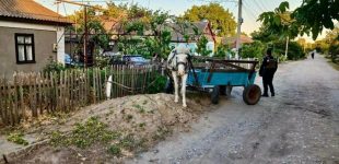 На Одещині нетверезий чоловік викрав коня, — ФОТО