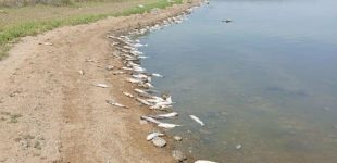 В Одеському районі, масово загинула риба, — у чому причина
