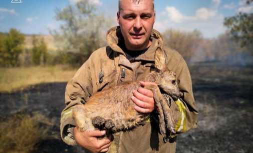 На Одещині з чергової пожежі врятували маленьку козулю -ФОТО