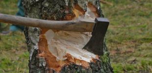 В Одеській області затримали «чорних лісорубів»