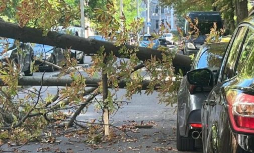 В Одесі деревом розчавило автомобіль, — ФОТО