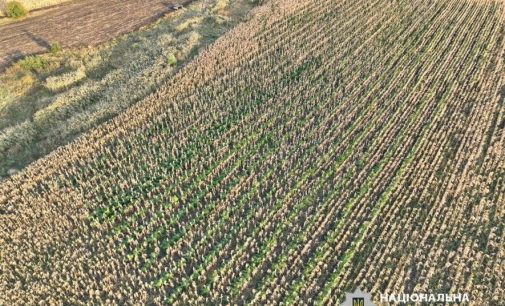 Виростив понад 2,5 тисячі кущів конопель на чужому полі з кукурудзою: повідомили про підозру 60-річному жителю Одещини