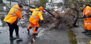 В Одесі за два дні негода повалила 19 дерев, — Фото