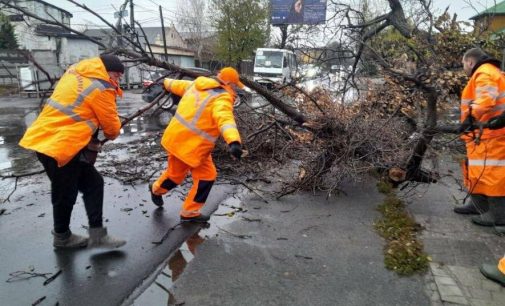 В Одесі за два дні негода повалила 19 дерев, — Фото