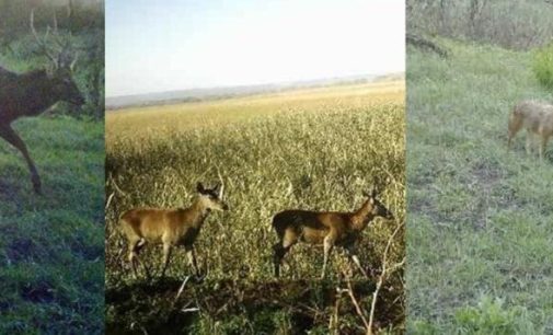 Камери ДПСУ фіксують диких «порушників» кордону на Одещині, — ФОТО