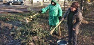 Одеський «Міськзелентрест» проводить кампанію із захисту молодих ялин від незаконної вирубки